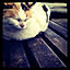ricco_k