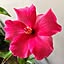 Lilly
