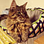 Hanna