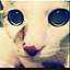 perro_gato