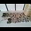 brownsugar