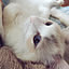 Sachi