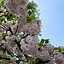 kaerusienne
