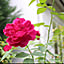 mayu_15_home