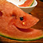 kurumiyubeshi