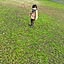 kazuo