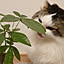 nekomania