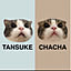 tansuke