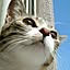 KeikoCats