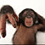 monkeyworks