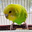 mamecotan