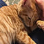 tabby