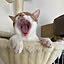 Hachi
