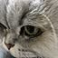 MeowMeow