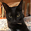 jiji