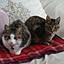 lovecats02