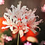 nerine