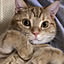 NEKOTAN
