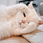 sugar