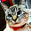 tomo