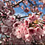 yukoboof
