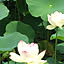 aimama