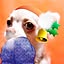waruko_bba