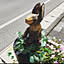 shiyonora