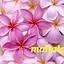 mahalo523917
