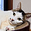 goro_neko