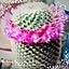 cactus9