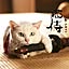 Wataru