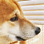 hachi2018