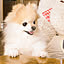 Sumire