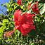 durrell_wildlife