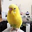 chicchiko777