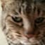 kittenblue