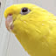 dadanndannmama