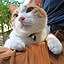traveler_neko