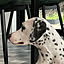 greenleaves36