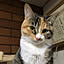 Tomomi