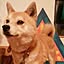 Tkashione