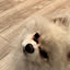Ponzu