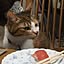 OYUKI