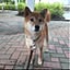 shiba
