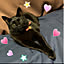 black_cat911