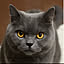 kitty
