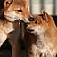 shiba___inu