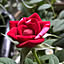RYOU