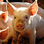 kumi.lucky-pig